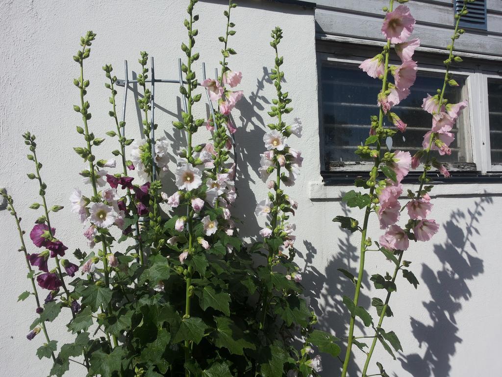 Gasthaus Laegenhet Lillisgarden Vallåkra Exterior foto